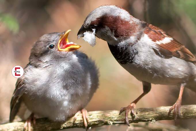 Feeding