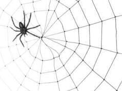 Der Erstkontakt: Eine Fliege im Spinnennetz?