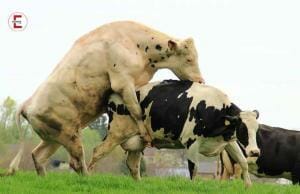 Die Herde: Eine Kuh beim Sex macht Mühe