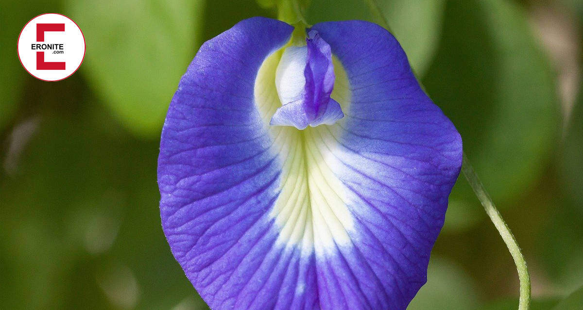 Zunge kitzler Female Genital