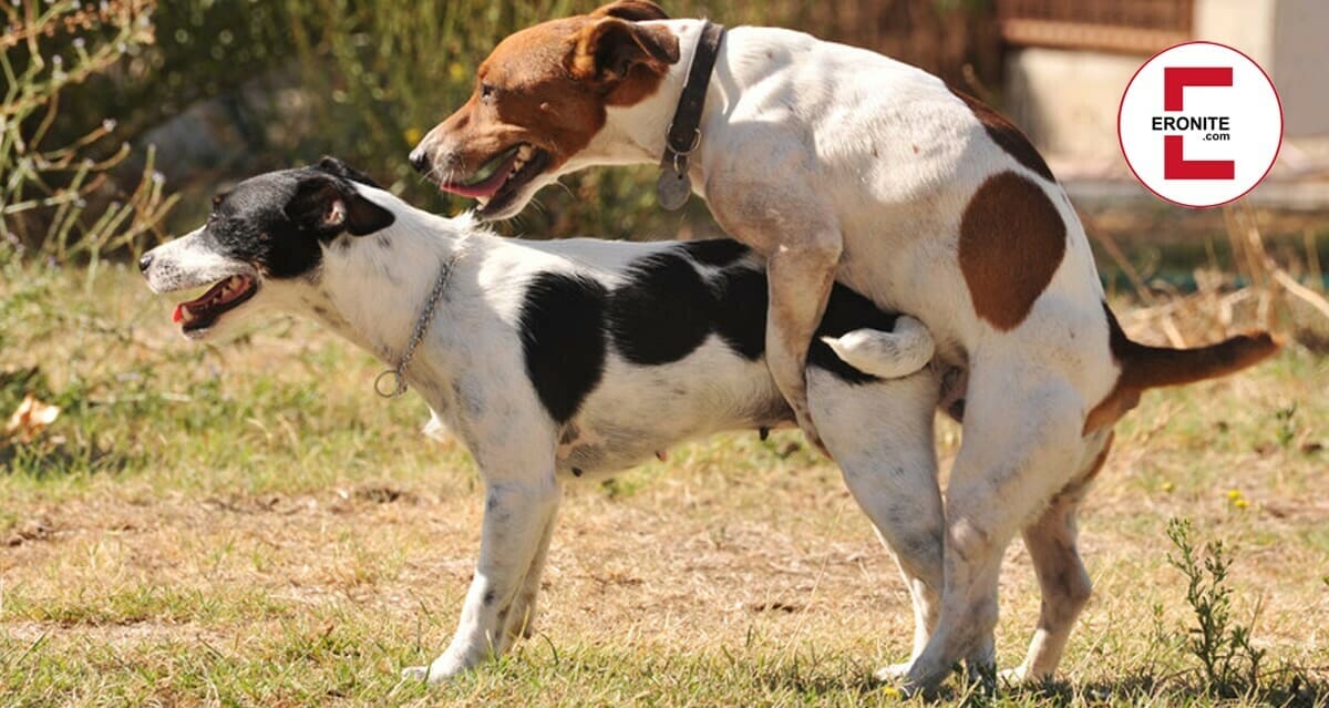 Tieren sexgeschichten mit Tiere